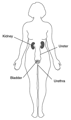 Urinary Tract System in a Woman